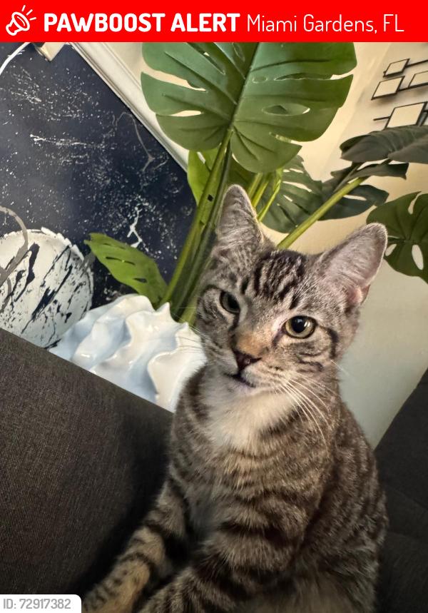 Lost Male Cat last seen Near NW 214 St ,Miami 33169, Miami Gardens, FL 33169