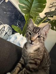 Lost Male Cat last seen Near NW 214 St ,Miami 33169, Miami Gardens, FL 33169