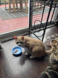Reunited Male Cat last seen Alley behind Linnview Ave , Pittsburgh, PA 15210