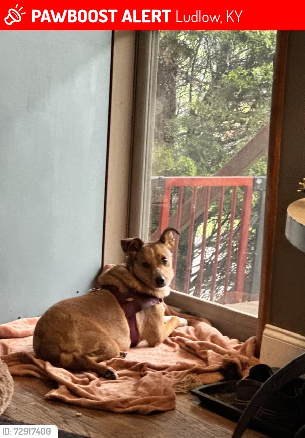 Lost Female Dog last seen Hazen Street behind Cityview neighborhood area, Ludlow, KY 41016