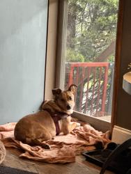 Lost Female Dog last seen Hazen Street behind Cityview neighborhood area, Ludlow, KY 41016