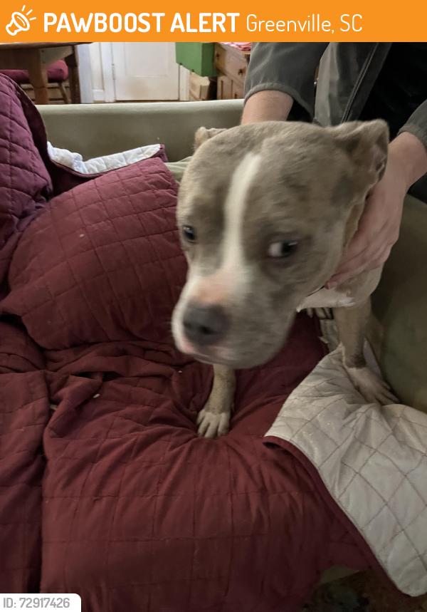 Found/Stray Male Dog last seen North Franklin Rd and Clarendon Ave, Greenville, SC 29609