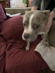 Found/Stray Male Dog last seen North Franklin Rd and Clarendon Ave, Greenville, SC 29609