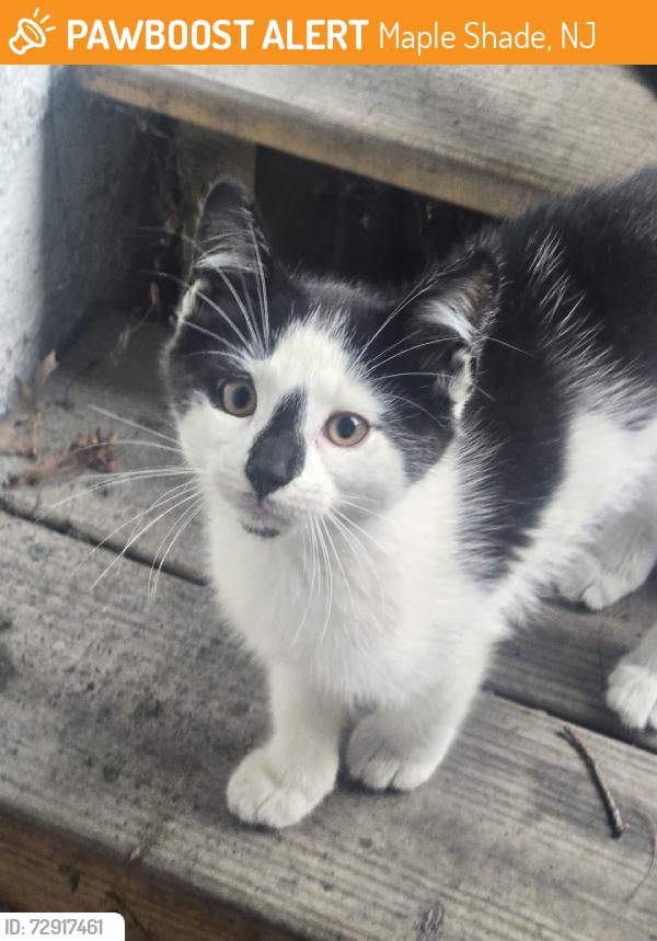 Rehomed Unknown Cat last seen Near N Pine Ave, Maple Shade, NJ 08052, USA, Maple Shade, NJ 08052