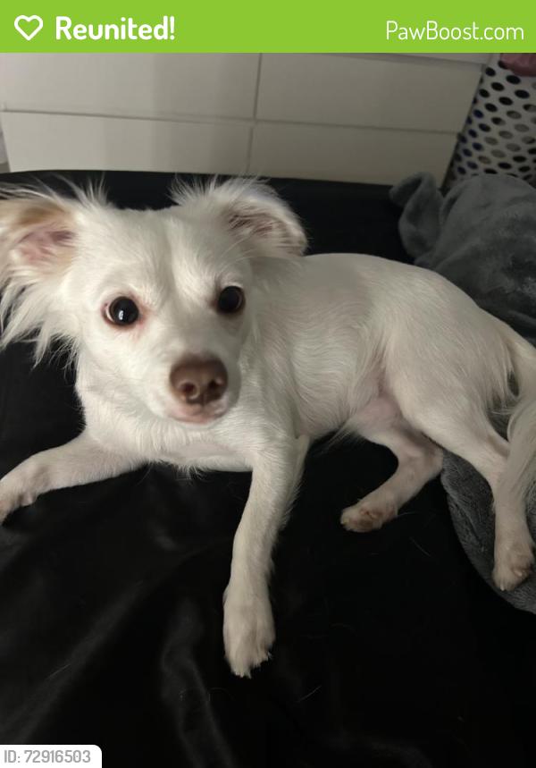 Reunited Male Dog last seen Kingspoint Rd, Houston, TX, USA, Houston, TX 77075