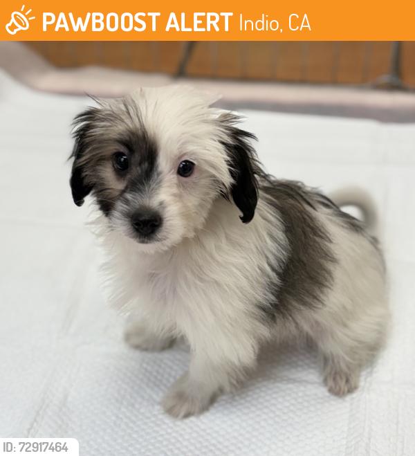 Found/Stray Male Dog last seen verbena st, Indio, CA 92201