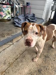 Found/Stray Male Dog last seen Margarette and Ruth, DeKalb County, GA 30035