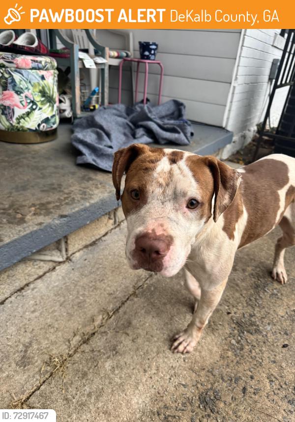 Found/Stray Male Dog last seen Margarette and Ruth, DeKalb County, GA 30035