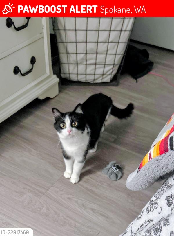 Lost Female Cat last seen 39th & Perry, Spokane, WA 99203
