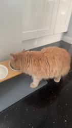 Reunited Male Cat last seen clayton croft road , Kent, England DA2
