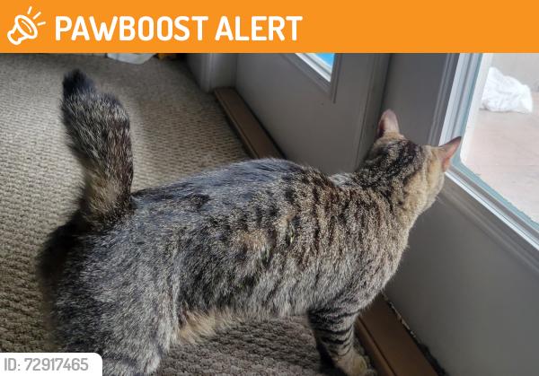 Found/Stray Unknown Cat last seen Royal Pines dr, Oakleaf Plantation, FL 32065