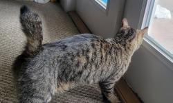 Found/Stray Unknown Cat last seen Royal Pines dr, Oakleaf Plantation, FL 32065