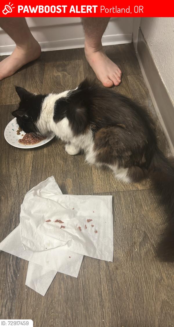 Lost Female Cat last seen Daven port apmts Gresham , Portland, OR 97230