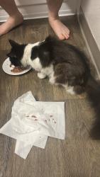 Lost Female Cat last seen Daven port apmts Gresham , Portland, OR 97230