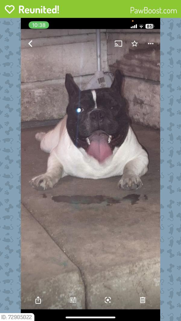 Reunited Male Dog last seen Pecan valley @281, San Antonio, TX 78223