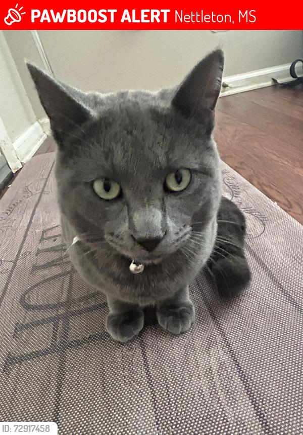 Lost Male Cat last seen Nettleton High school, Nettleton, MS 38858