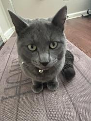 Lost Male Cat last seen Nettleton High school, Nettleton, MS 38858