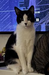 Lost Male Cat last seen Ooakleigh next to Perkins s station, manor oak dr, oakdale dr, Baton Rouge, LA 70810