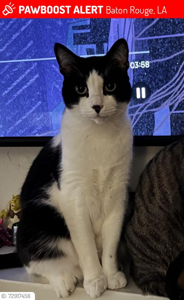Lost Male Cat last seen Ooakleigh next to Perkins s station, manor oak dr, oakdale dr, Baton Rouge, LA 70810