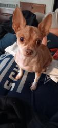 Reunited Male Dog last seen Pine St and Oak St, Santa Ana, CA 92701