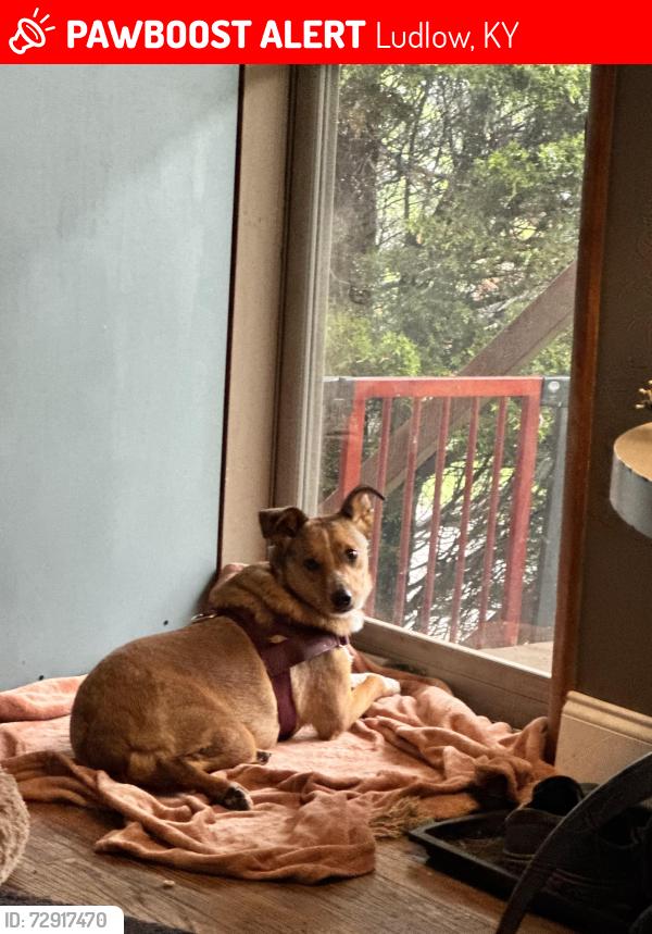 Lost Female Dog last seen City view station , rivers breeze, Ludlow Ky , Ludlow, KY 41016