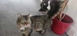 Found/Stray Unknown Cat last seen Athol street, Moonee Ponds, VIC 3039
