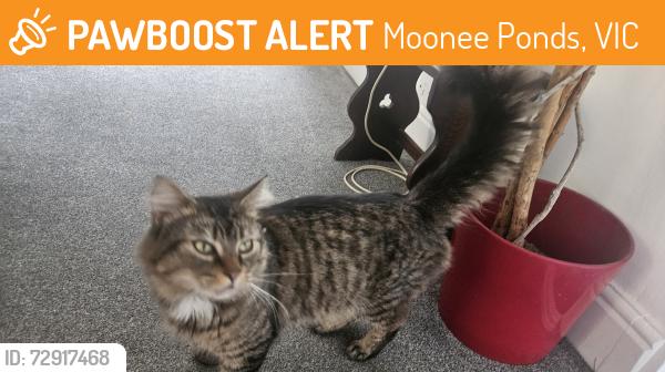 Found/Stray Unknown Cat last seen Athol street, Moonee Ponds, VIC 3039