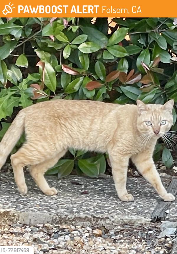 Found/Stray Male Cat last seen Folsom – Willow Creek Dr  and Flower  Drive, near the middle school., Folsom, CA 95630