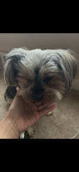 Reunited Male Dog last seen Cabot & Crete dr, St. Louis, MO 63137