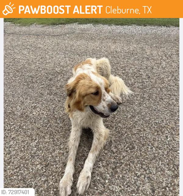 Found/Stray Unknown Dog last seen Gary street walking towards county road 414, Cleburne, TX 76031