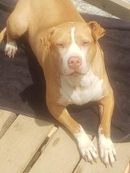 Reunited Female Dog last seen Breckenridge Dr., Versailles, KY 40383