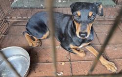 Found/Stray Unknown Dog last seen Waipahu area, Waipahu, HI 96797