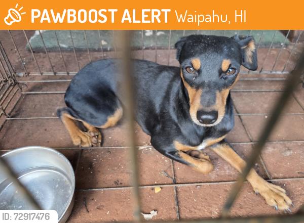 Found/Stray Unknown Dog last seen Waipahu area, Waipahu, HI 96797