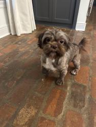 Found/Stray Male Dog last seen Highland Road , Baton Rouge, LA 70810