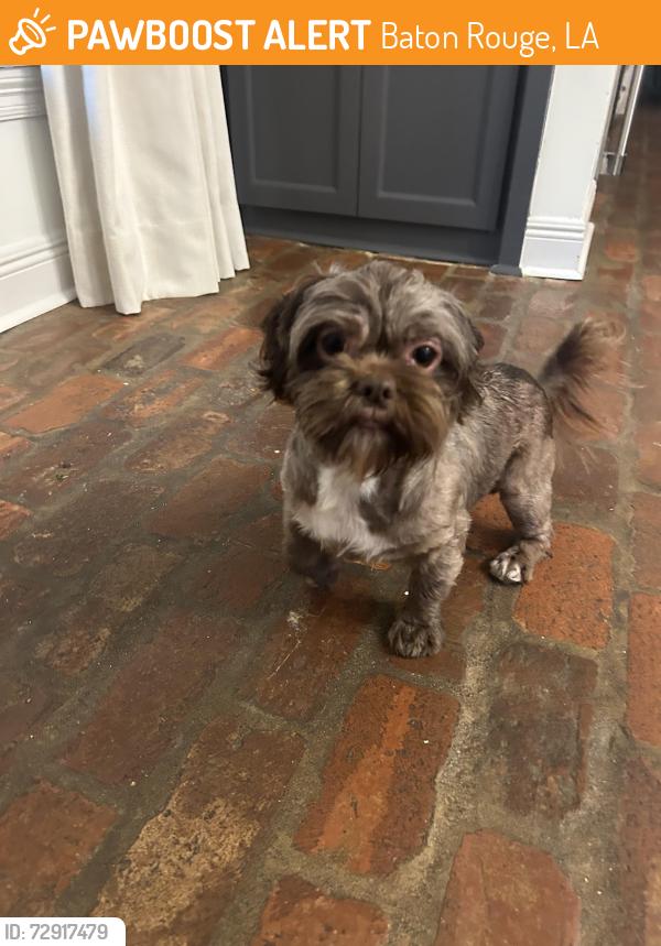 Found/Stray Male Dog last seen Highland Road , Baton Rouge, LA 70810