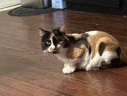 Reunited Female Cat last seen Van nuys, Los Angeles, CA 91405