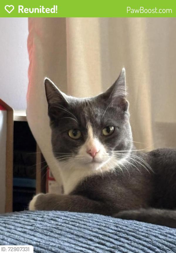 Reunited Female Cat last seen Alcott and Pico , Los Angeles, CA 90035
