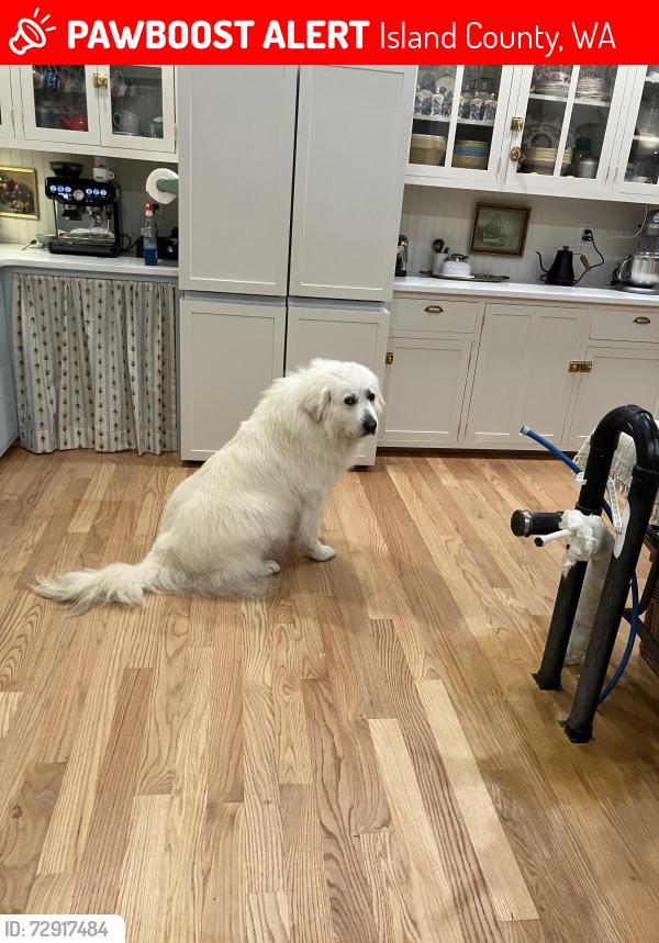 Lost Female Dog last seen Carnica way and hwy 535, Island County, WA 98239