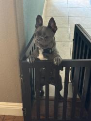 Reunited Female Dog last seen Pecos Legacy Park, Henderson, NV 89074