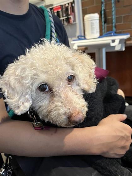 Shelter Stray Male Dog last seen Seattle, WA , Seattle, WA 98119