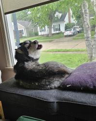Reunited Female Dog last seen Webster & Morrison (Bacon Park), Berkley, MI 48072