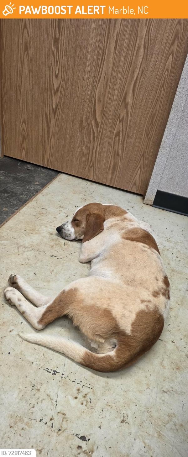 Found/Stray Female Dog last seen Airport rd and palmer, Marble, NC 28905