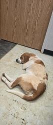 Found/Stray Female Dog last seen Airport rd and palmer, Marble, NC 28905