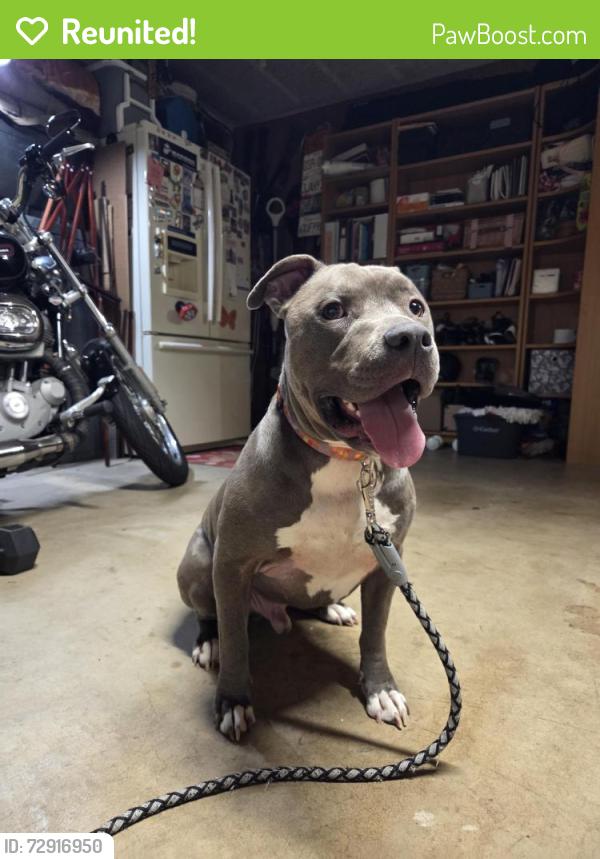 Reunited Male Dog last seen Via Del Parque, Spring Valley, CA 91978