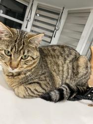 Reunited Female Cat last seen Near el casa court, Coquitlam, BC V3E 2P9