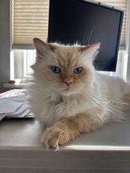 Lost Male Cat last seen 41st and SW Southern Street, Seattle, WA 98136