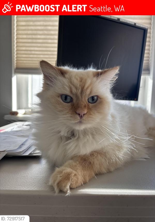 Lost Male Cat last seen 41st and SW Southern Street, Seattle, WA 98136