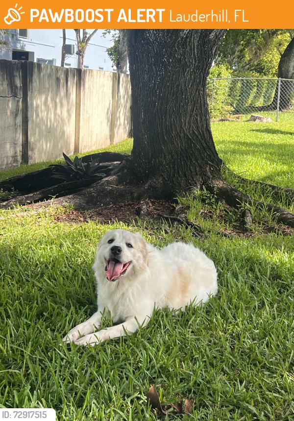 Found/Stray Male Dog last seen Near street , Lauderhill, FL 33319