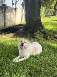 Found/Stray Male Dog last seen Near street , Lauderhill, FL 33319