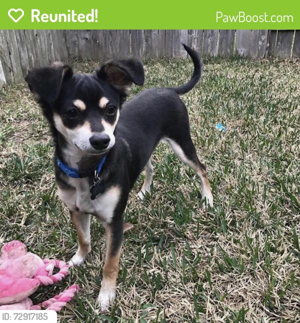 Reunited Male Dog last seen Morton Ranch Neighborhood, Harris County, TX 77449